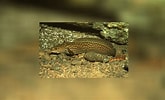 Afbeeldingsresultaten voor "gaidropsarus Guttatus". Grootte: 165 x 100. Bron: www.meerwasser-lexikon.de
