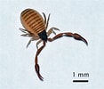 Image result for "cornucalanus Chelifer". Size: 117 x 100. Source: www.pinterest.com