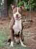 Image result for Amerikansk pitbullterrier. Size: 75 x 100. Source: se.dreamstime.com