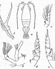Résultat d’image pour Scottocalanus securifrons Stam. Taille: 80 x 100. Source: copepodes.obs-banyuls.fr