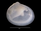 Image result for "diplodonta Rotundata". Size: 133 x 100. Source: naturalhistory.museumwales.ac.uk