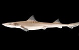 Image result for "mustelus Palumbes". Size: 156 x 100. Source: sketchfab.com