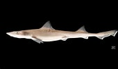 Image result for "mustelus Manazo". Size: 170 x 100. Source: sketchfab.com