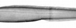 Afbeeldingsresultaten voor Simenchelys parasitica Stam. Grootte: 265 x 58. Bron: thewebsiteofeverything.com