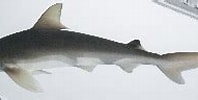 Afbeeldingsresultaten voor "carcharhinus Sealei". Grootte: 198 x 84. Bron: v3.boldsystems.org