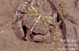 Image result for "leptodius Gracilis". Size: 156 x 100. Source: taieol.tw