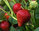 Image result for Strawberry Plants. Size: 127 x 100. Source: modernfarmer.com
