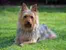 Image result for Silky Terrier. Size: 132 x 100. Source: animalsbreeds.com