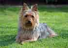 Billedresultat for Australsk Terrier. størrelse: 140 x 100. Kilde: animalsbreeds.com