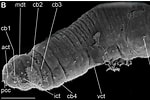 Afbeeldingsresultaten voor "trilobodrilus Axi". Grootte: 150 x 100. Bron: tritonmag.com