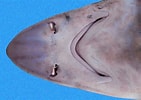 Afbeeldingsresultaten voor "mustelus Lunulatus". Grootte: 141 x 100. Bron: neotropicalfishes.myspecies.info