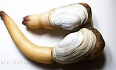 Image result for Clam Siphon. Size: 165 x 100. Source: www.bbc.co.uk