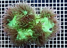 Image result for Catalaphyllia. Size: 139 x 100. Source: www.coral.zone