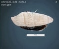 Image result for "chrysallida Indistincta". Size: 119 x 100. Source: collections.museumsvictoria.com.au