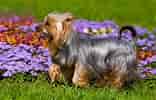 Billedresultat for Silky Terrier. størrelse: 156 x 100. Kilde: be.chewy.com