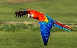 Macaw Parrot に対する画像結果.サイズ: 159 x 100。ソース: www.thespruce.com