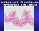 Afbeeldingsresultaten voor "grammatostomias Circularis". Grootte: 128 x 100. Bron: www.slideserve.com