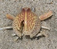 Image result for Persephona mediterranea. Size: 117 x 100. Source: bugguide.net
