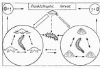 Image result for Polychaete Life cycle. Size: 146 x 100. Source: www.semanticscholar.org