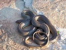Image result for Colubridae Family. Size: 132 x 100. Source: www.britannica.com