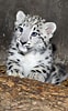 Résultat d’image pour Snow Leopard Cubs. Taille: 62 x 100. Source: www.chicagotribune.com