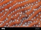 Image result for "agaricia Grahamae". Size: 136 x 100. Source: www.alamy.es