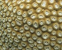 Image result for Astreopora Coral. Size: 124 x 100. Source: www.flickr.com