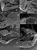 Image result for Bathyporeia gracilis Stam. Size: 73 x 100. Source: www.researchgate.net