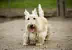 Image result for Skotsk terrier. Size: 143 x 100. Source: www.omlet.se