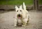 Image result for Skotsk terrier. Size: 148 x 100. Source: www.omlet.se