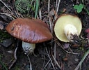 Afbeeldingsresultaten voor "clausocalanus Brevipes". Grootte: 128 x 100. Bron: ultimate-mushroom.com