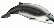 Image result for "mesoplodon Hectori". Size: 190 x 100. Source: faunayfloradelargentinanativa.blogspot.com