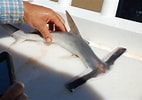 Afbeeldingsresultaten voor Vleugelkophamerhaai Anatomie. Grootte: 142 x 100. Bron: fishesofaustralia.net.au