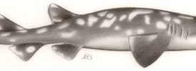 Image result for Bythaelurus hispidus Anatomie. Size: 275 x 73. Source: shark-references.com