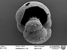 Afbeeldingsresultaten voor "hastigerina Pelagica". Grootte: 133 x 100. Bron: foraminifera.eu