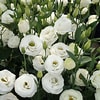 Image result for Lisianthus Flowers. Size: 100 x 100. Source: lisianthus.eu