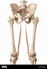 Afbeeldingsresultaten voor Musculus Gracilis Gray's Anatomy. Grootte: 68 x 100. Bron: www.alamy.com