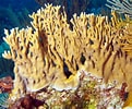 Image result for Fire Coral Species. Size: 121 x 100. Source: www.pinterest.com