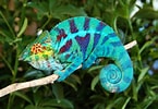 Résultat d’image pour caméléon couleur. Taille: 145 x 100. Source: www.animal-compagnie.fr