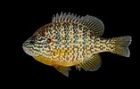 Afbeeldingsresultaten voor Lepomis gibbosus. Grootte: 157 x 100. Bron: ncfishes.com