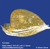 Image result for "cavolinia tridentata Tridentata". Size: 101 x 100. Source: molluscsoftasmania.org.au