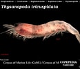 Afbeeldingsresultaten voor "thysanopoda Pectinata". Grootte: 116 x 100. Bron: www.st.nmfs.noaa.gov