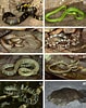 Image result for Colubridae Family. Size: 79 x 100. Source: www.researchgate.net