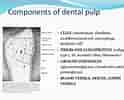 Image result for Cell Lines in Dental pulp. Size: 124 x 100. Source: www.slideshare.net