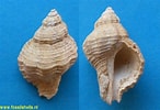 Image result for "pegea Bicaudata". Size: 146 x 100. Source: www.fossilshells.nl