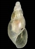 Image result for "ondina Diaphana". Size: 72 x 100. Source: www.gastropods.com