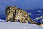 Risultato immagine per Snow Leopard Subfamily. Dimensioni: 148 x 100. Fonte: animalia-life.club