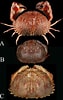Image result for "Calappa Japonica". Size: 63 x 100. Source: www.researchgate.net