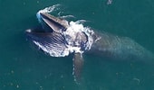Afbeeldingsresultaten voor Baleen Whale. Grootte: 170 x 100. Bron: brownlossexce57.blogspot.com