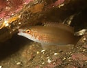 Image result for Ctenolabrus rupestris. Size: 127 x 100. Source: www.seawater.no